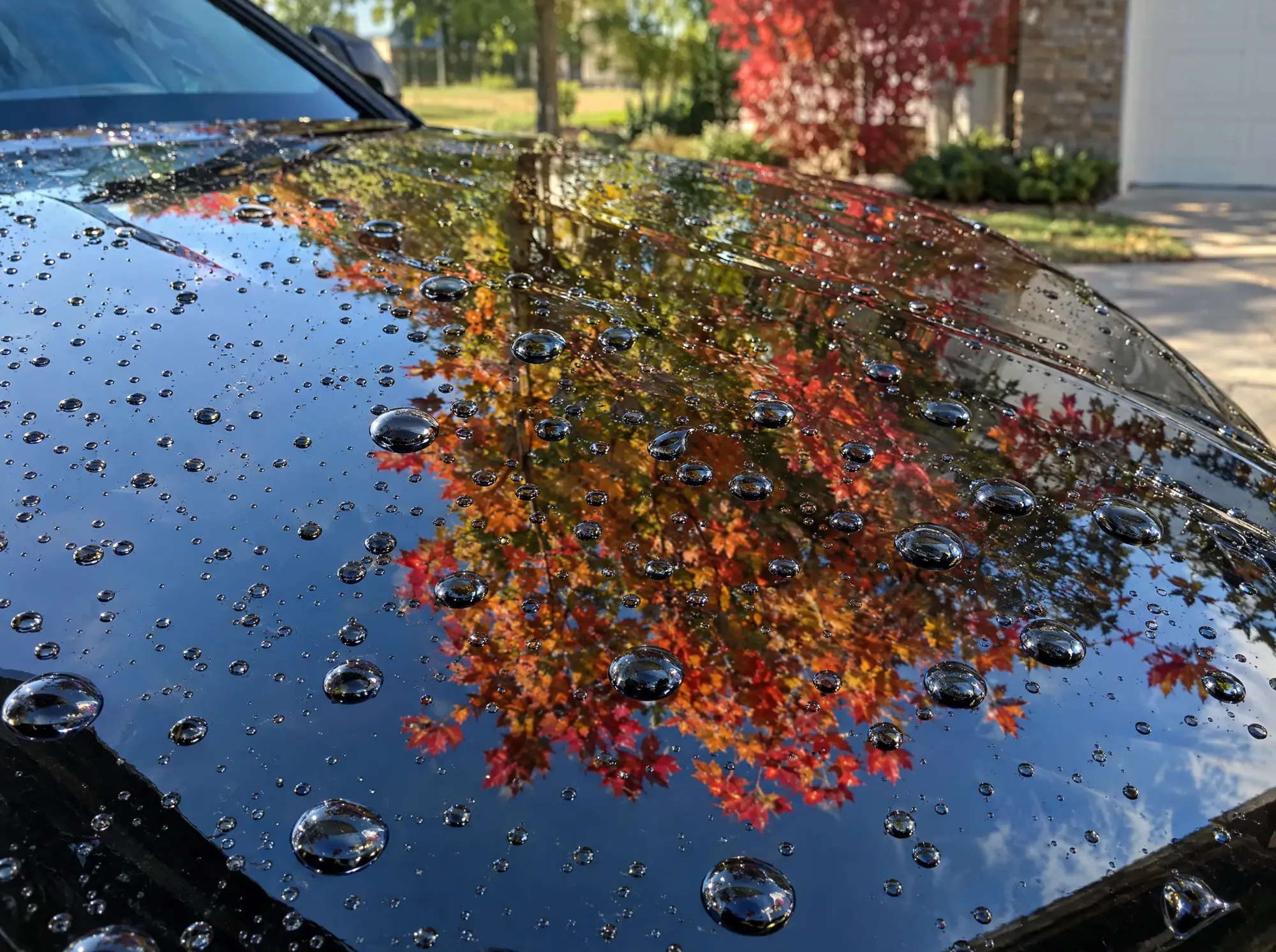 Water beading on a sealed black hood reflecting fall leaves